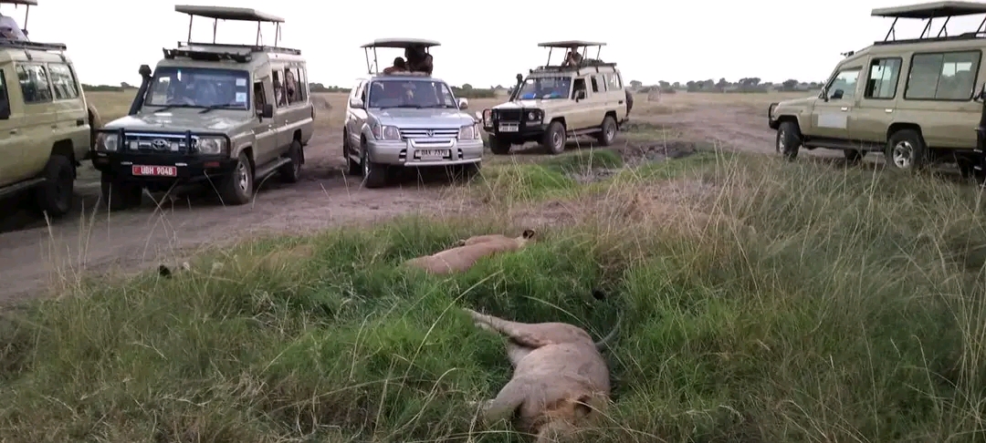 How To Hire A Vehicle In Uganda For Guided Safari